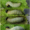 carch alceae larva5 volg18